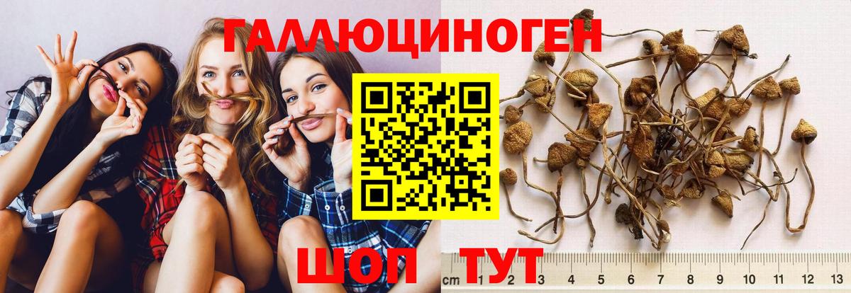 купить  сайты  Псилоцибиновые грибы GOLDEN TEACHER  Вход с VPN  Можайск 